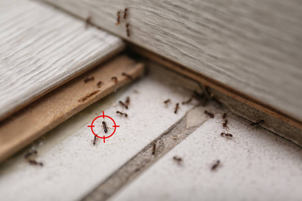 Trusted Viola, IL Pest Control Experts