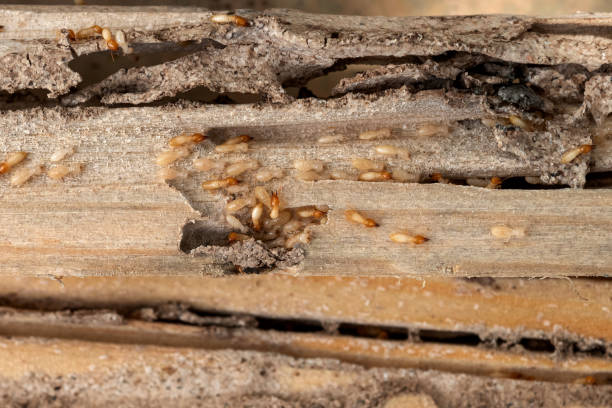 Best Pest Control Near Me  in Viola, IL
